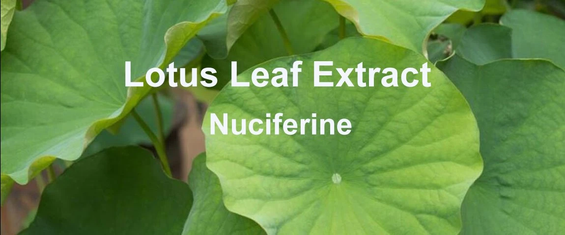 Nuciferine 7