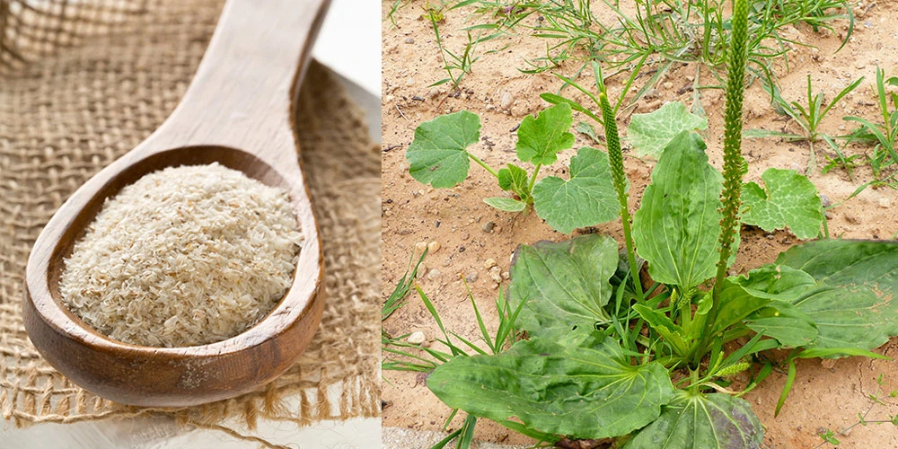 Psyllium-Organic