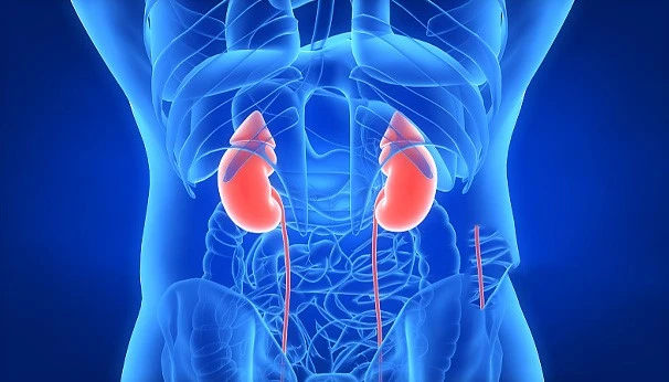 Tongkat Ali Strong Kidney