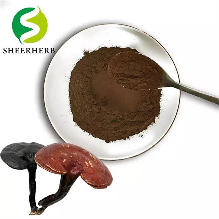 Ekstrak Cendawan Reishi Merah